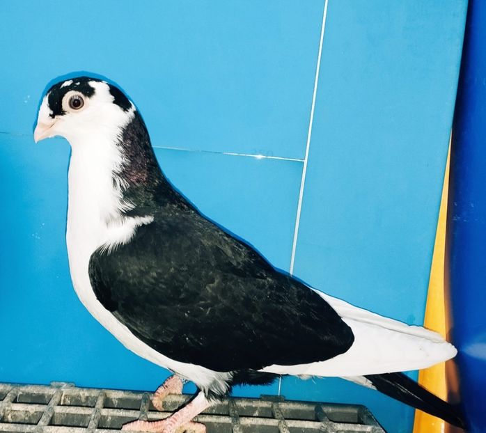 13306  Mascul  2024_1 - tineret 2024