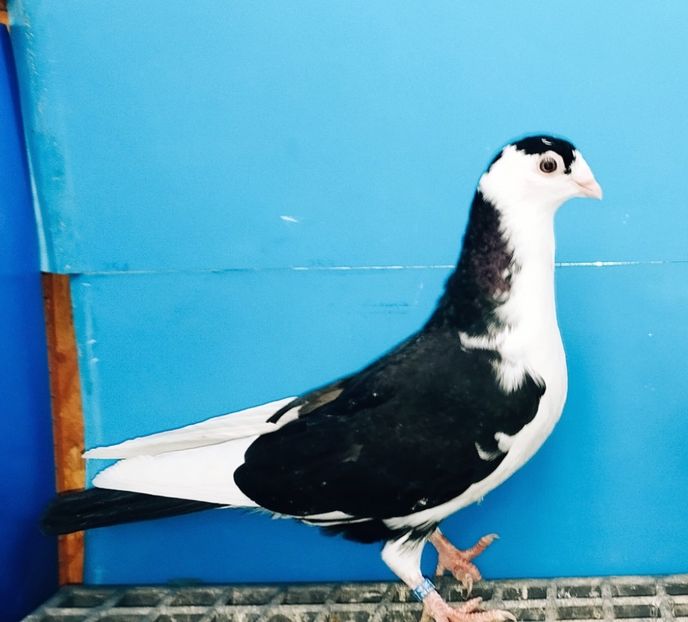 13306  Mascul  2024_2 - tineret 2024