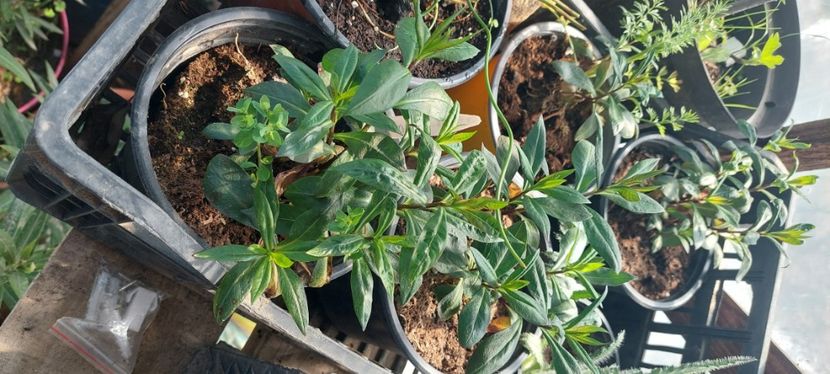 Ghivece Phlox maculata alpha. - B Plante ierboase perene suculente ierburi decorative ferigi de vanzare