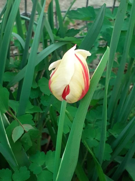  - FEBRUARIE- MARTIE- APRILIE