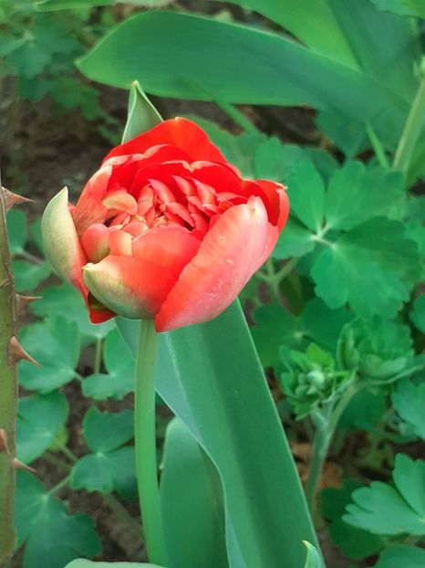  - FEBRUARIE- MARTIE- APRILIE