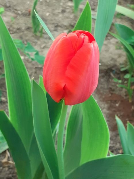  - FEBRUARIE- MARTIE- APRILIE