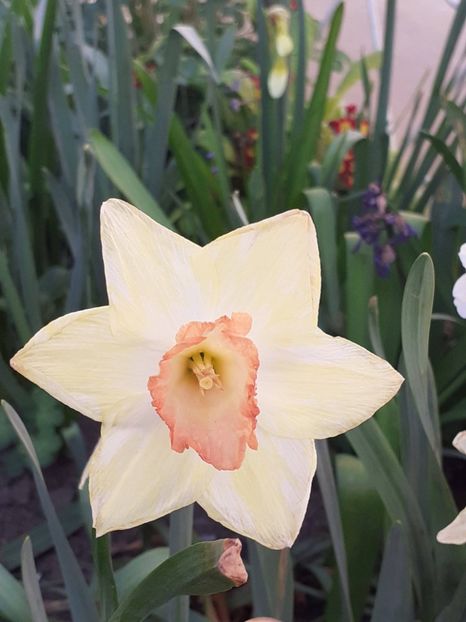  - FEBRUARIE- MARTIE- APRILIE