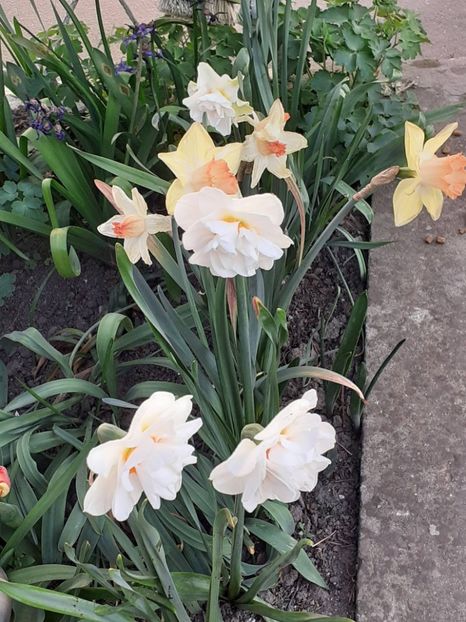  - FEBRUARIE- MARTIE- APRILIE