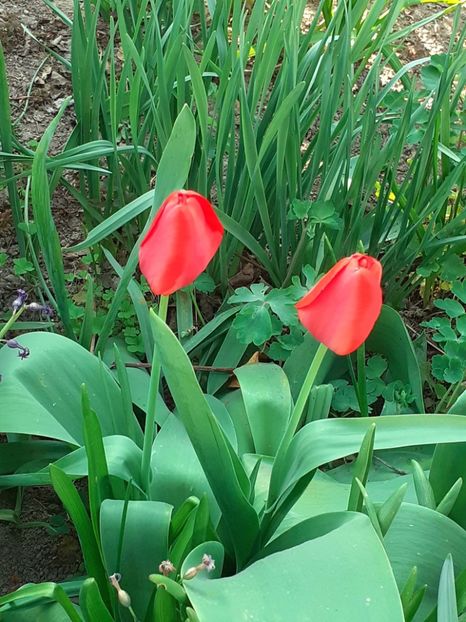  - FEBRUARIE- MARTIE- APRILIE