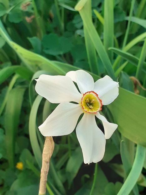  - FEBRUARIE- MARTIE- APRILIE