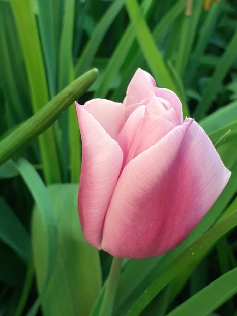  - FEBRUARIE- MARTIE- APRILIE