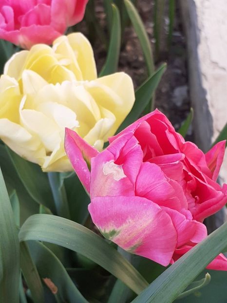  - FEBRUARIE- MARTIE- APRILIE