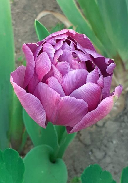 20240405_081740~2 - FEBRUARIE- MARTIE- APRILIE