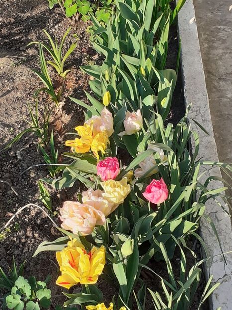  - FEBRUARIE- MARTIE- APRILIE