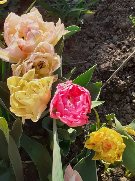  - FEBRUARIE- MARTIE- APRILIE