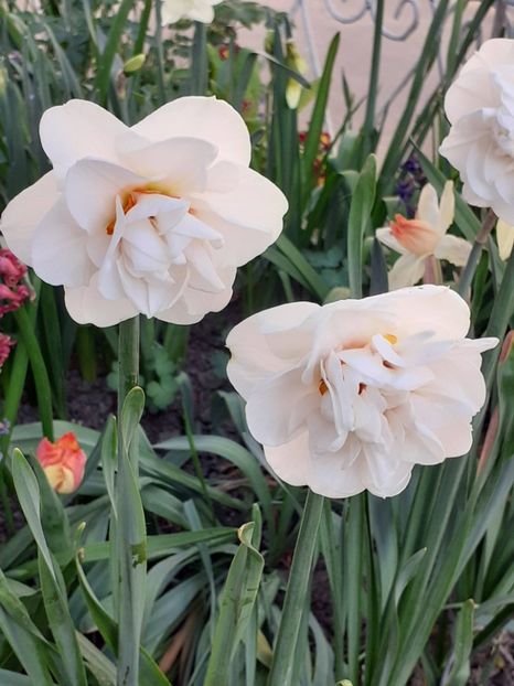  - FEBRUARIE- MARTIE- APRILIE