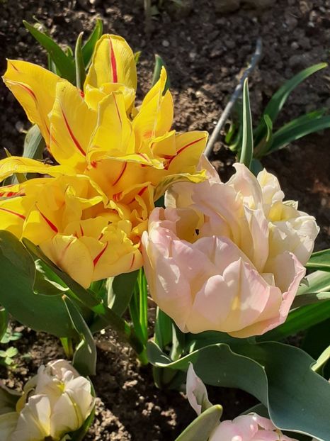  - FEBRUARIE- MARTIE- APRILIE