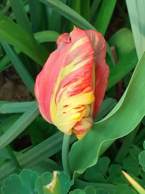  - FEBRUARIE- MARTIE- APRILIE