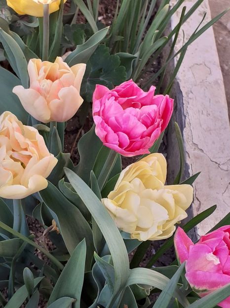  - FEBRUARIE- MARTIE- APRILIE