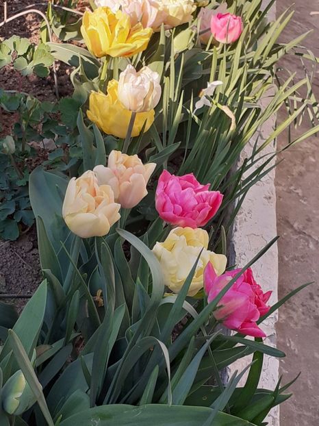  - FEBRUARIE- MARTIE- APRILIE