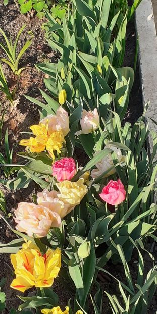 20240405_081541~2 - FEBRUARIE- MARTIE- APRILIE