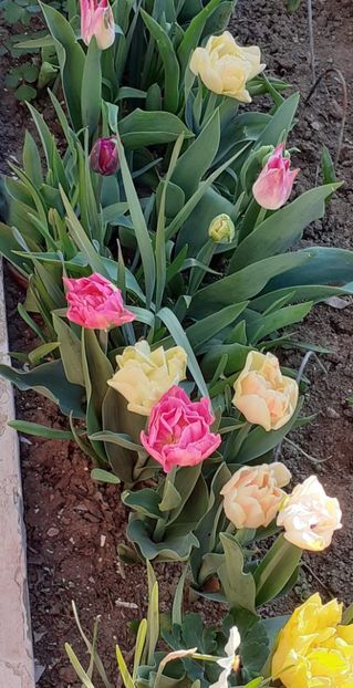 20240405_081615~2 - FEBRUARIE- MARTIE- APRILIE