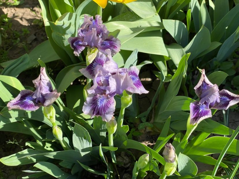  - 002 Grădina 2024 1