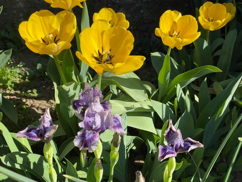  - 002 Grădina 2024 1