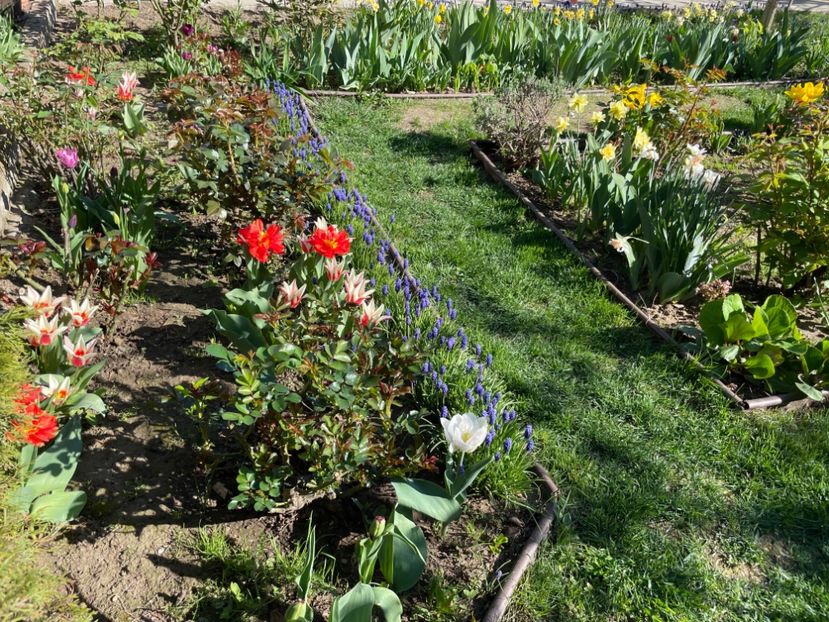  - 002 Grădina 2024 1