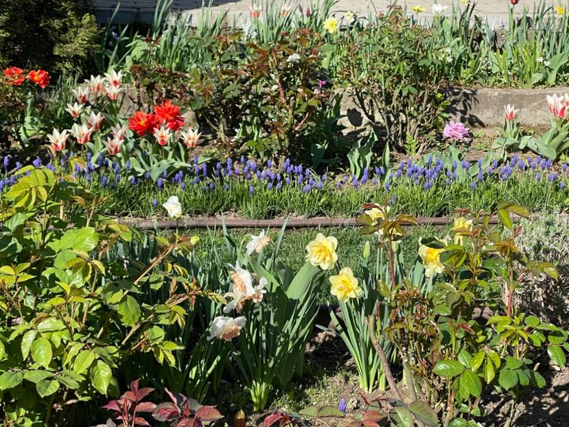  - 002 Grădina 2024 1