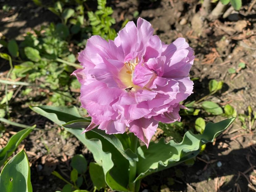  - 002 Grădina 2024 1