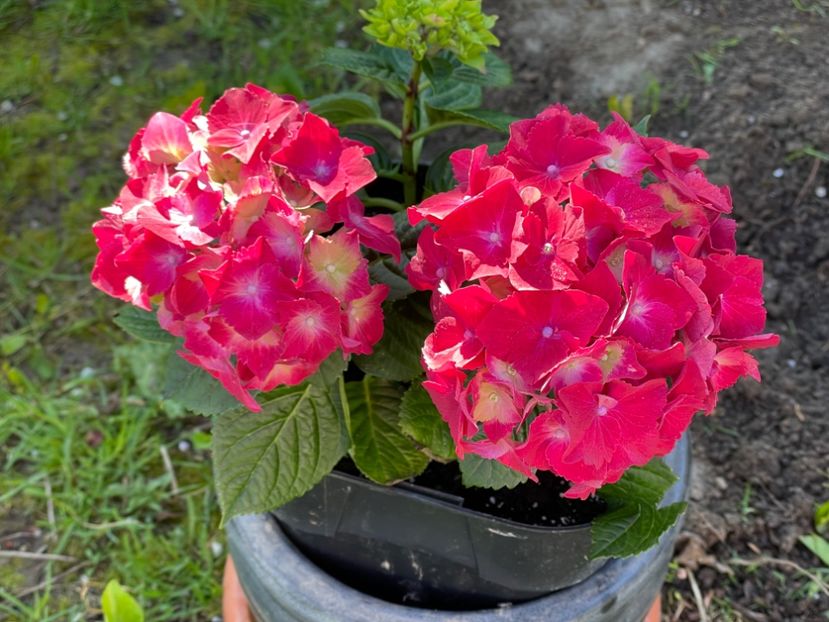  - 002 Grădina 2024 1