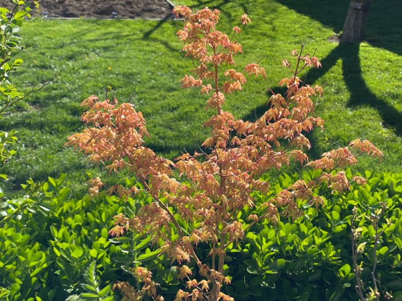  - 002 Grădina 2024 1