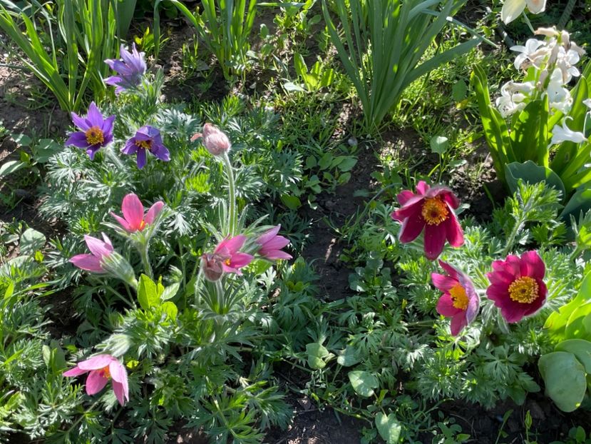  - 002 Grădina 2024 1