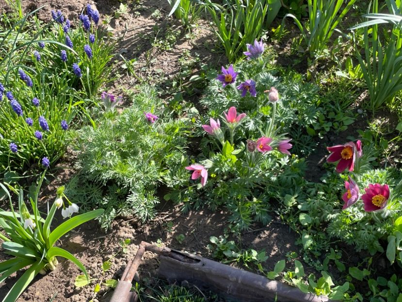  - 002 Grădina 2024 1