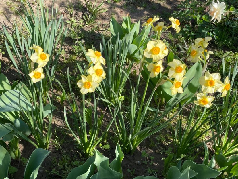  - 002 Grădina 2024 1