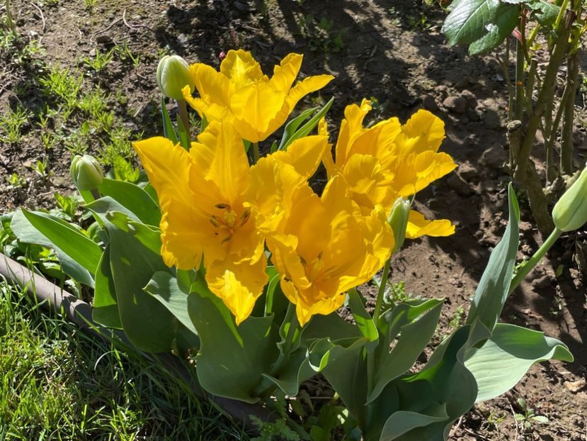  - 002 Grădina 2024 1