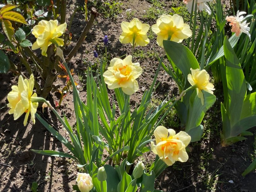  - 002 Grădina 2024 1