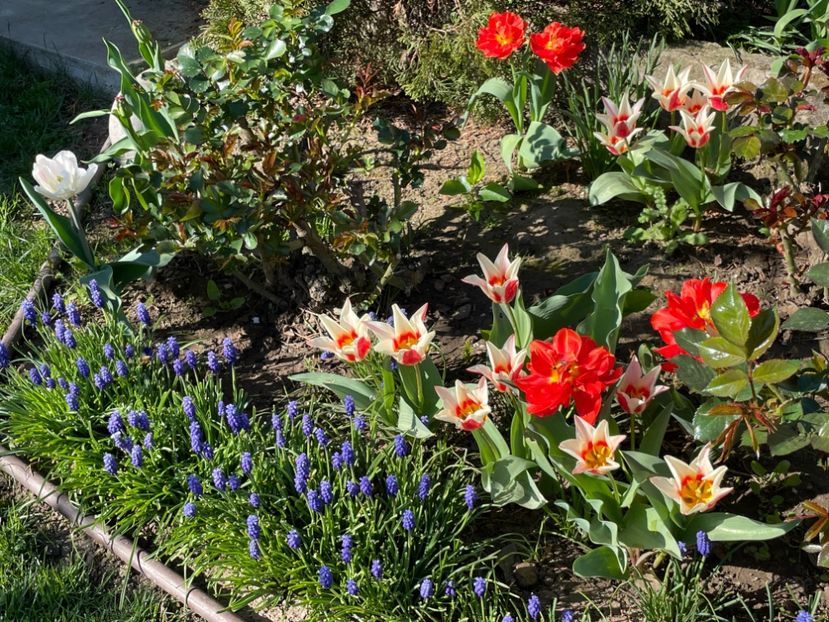  - 002 Grădina 2024 1