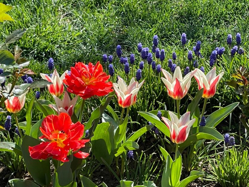  - 002 Grădina 2024 1