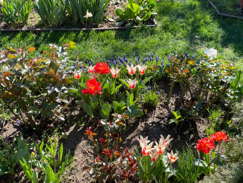  - 002 Grădina 2024 1