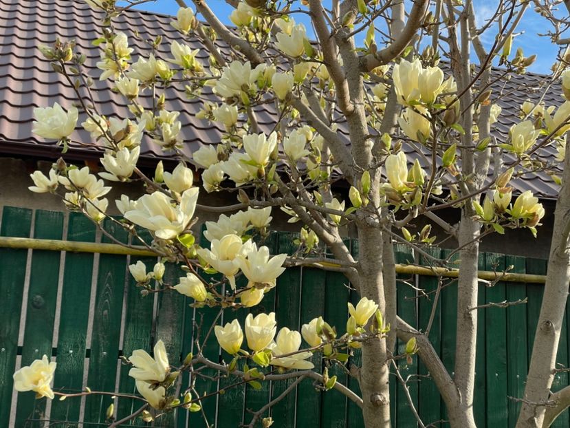  - 002 Grădina 2024 1