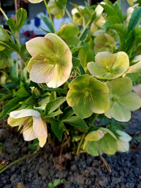 Img.2024.03.30 - Grădina mea de la țară