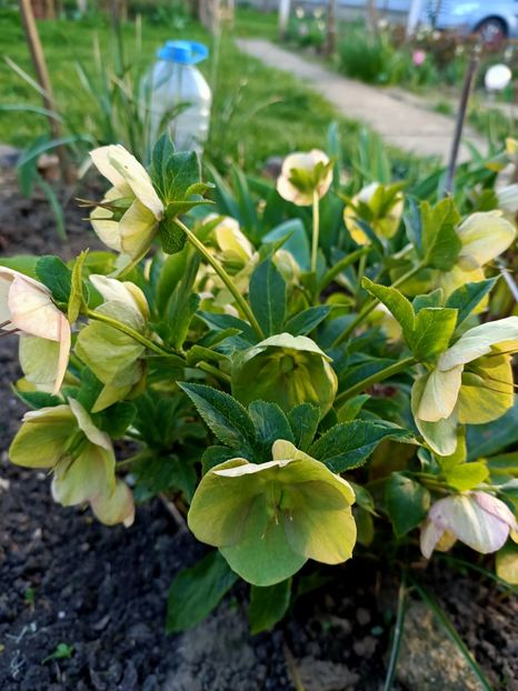 Img.2024.03.30 - Grădina mea de la țară