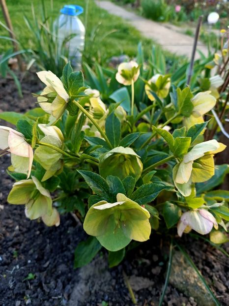 Img.2024.03.30 - Grădina mea de la țară