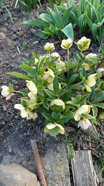 Img-2024.03.30 - Grădina mea de la țară