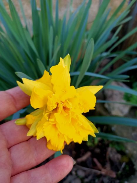 Img.2024.03.30 - Grădina mea de la țară