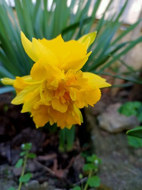 Img.2024.03.30 - Grădina mea de la țară