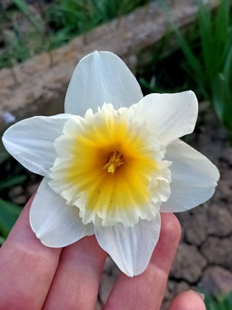 Img.2024.03.30 - Grădina mea de la țară