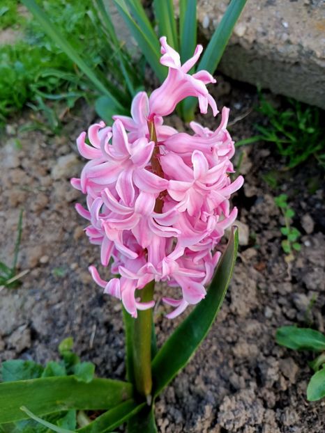 Img.2024.03.30 - Grădina mea de la țară