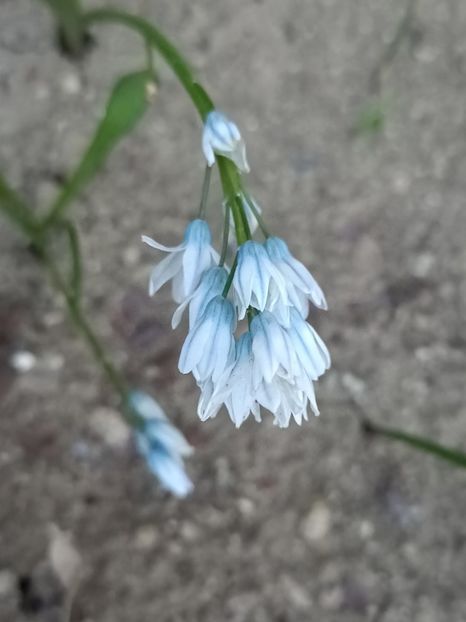 Img.2024.03.30 - Grădina mea de la țară