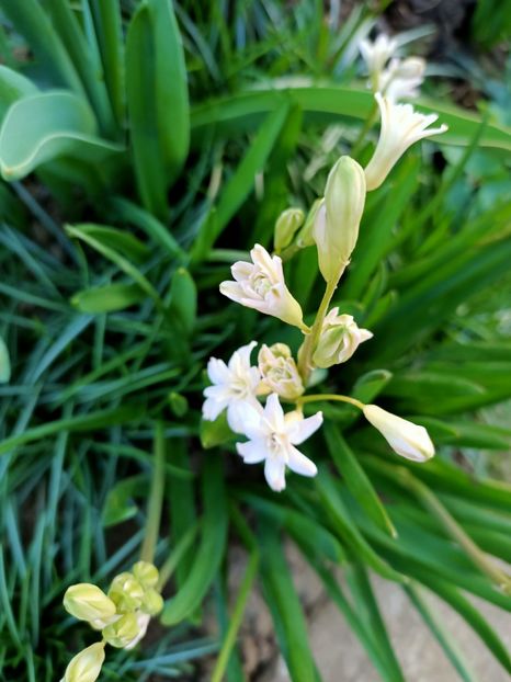 Img.2024.03.30 - Grădina mea de la țară