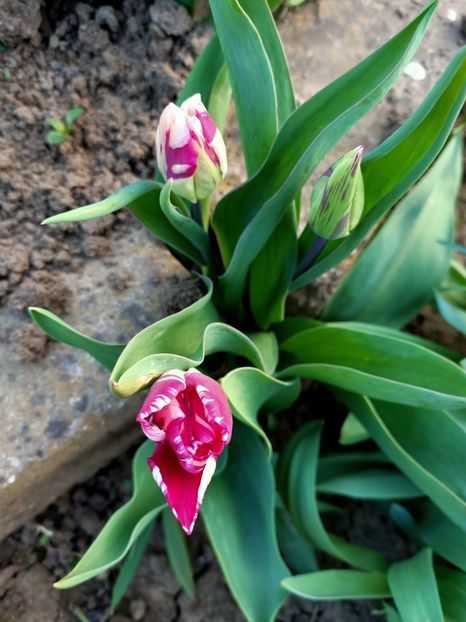 Img.2024.03.30 - Grădina mea de la țară