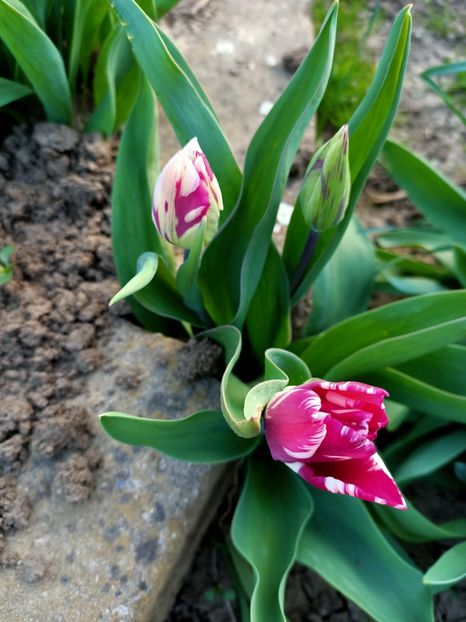 Img.2024.03.30 - Grădina mea de la țară